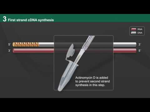 NEBNext Ultra II Directional RNA Workflow