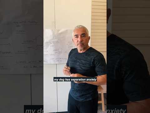 Why do dogs have separation anxiety? #pets #dogtraining