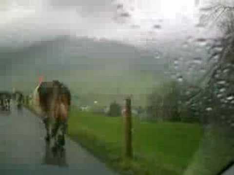 COWS...and more trip