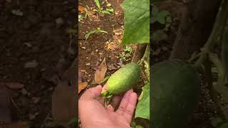 Download lagu Timunny berbuah #dailyvlog #pejuangrupiah #shorts #viralshorts #koeliproject mp3