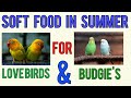 Soft Food In Summer For Lovebirds And Budgie S English