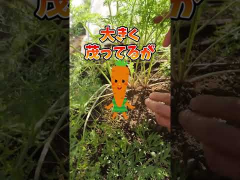 ニンジンをハエから守るにはどうすればいいですか？私たちのシンプルで自然なソリューション!  庭園