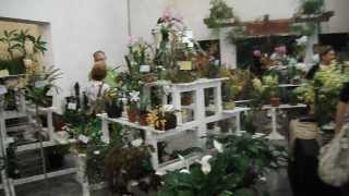 preview picture of video 'Exposição de orquídeas em Pomerode'