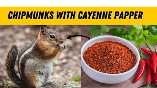 How  to get  rid of chipmunks  with  cayenne  papper