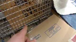 Easiest way to catch Stray Feral Cat Trapping  Cardboard Trick  Trap-Neuter-Return.