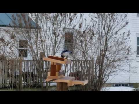 Cool Wooden Blue jay feeder
