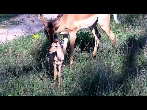 A newborn lamb among grazing impalas at Djuma Cam Live Stream - South Africa