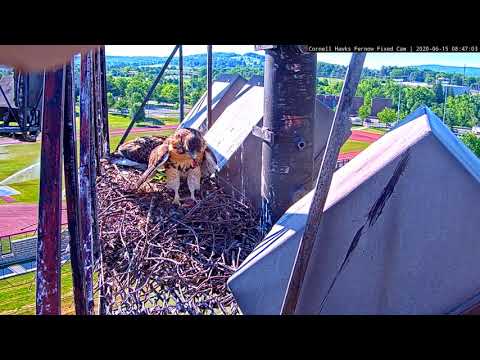 Red-tailed Hawk Fledglings Return To Nesting Platform – June 15, 2020