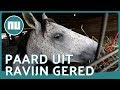 Helikopter redt paard uit ravijn bij Los Angeles | NU.nl
