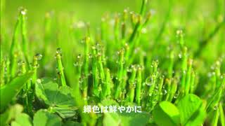 悲しくてやりきれない(ザ・フォーク・クルセダーズ) その3