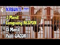PANCINGAN WAMBI AGAR GACOR