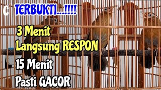 Download lagu PANCINGAN WAMBI AGAR GACOR mp3 Download lagu PANCINGAN WAMBI AGAR GACOR mp3