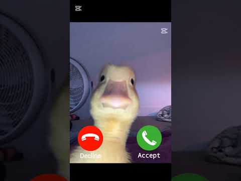 ördek ariyo acicak misim