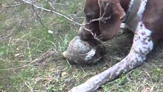 preview picture of video 'Kaplumbağa yiyen köpek'