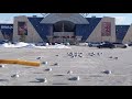 Seagull Really Wants A French Fry