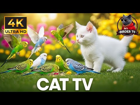 Cat TV for Cats to Watch ❄️ Snow Birds | Stress Relief & Sleep 4K