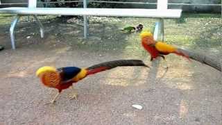 preview picture of video 'Golden Pheasants at the Canberra Walk-in Aviary'