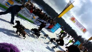 preview picture of video 'dog-sled, race, Todtmoos, Germany'