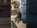 Cassie Puppies Pocketbully Americanbully Abkc Bullyworld