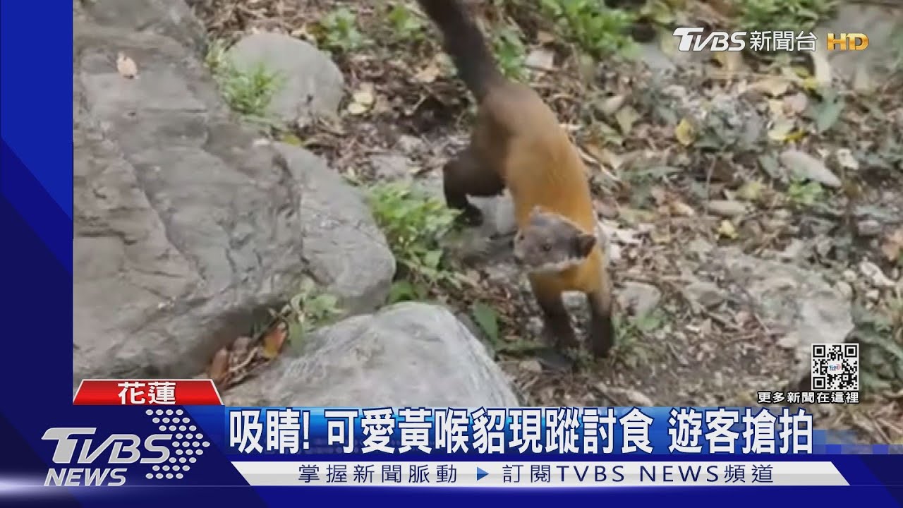 吸睛!可愛黃喉貂現蹤討食 遊客搶拍