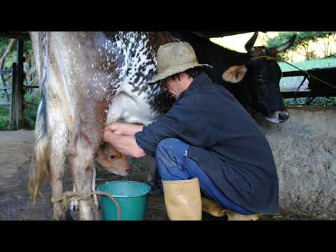 Corrido Pista clandestina chanin y lalo