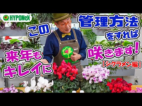 丈夫なシクラメン:春の予感