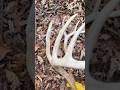 Match Set Of Shed Antlers 2025, The Perfect Find #hunting #shedhunting