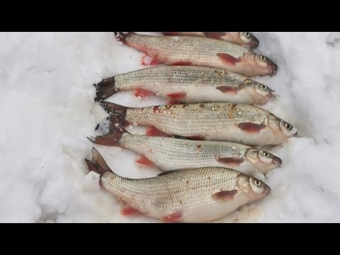 Zimsko pecanje skobalja na plovak - Udaraju samo kilasi🐟- (Prelepa zimska idila pokraj vode)🌨️🎣