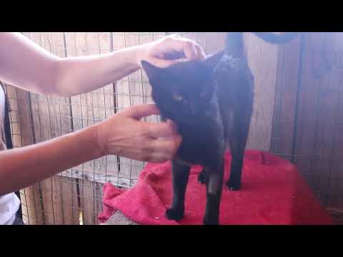 Vídeo de LOLA