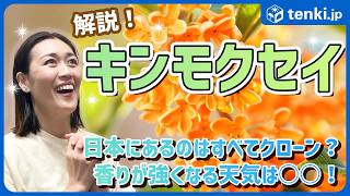 [Trivia] What weather is best for the scent of osmanthus?