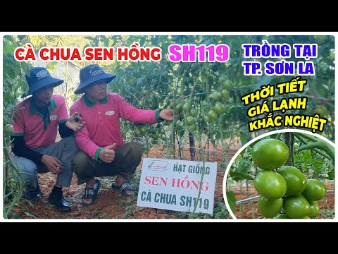 PINK SEN TOMATOES SH119 GROWING IN HARD WEATHER IN SON LA, WHAT ARE THE RESULTS?