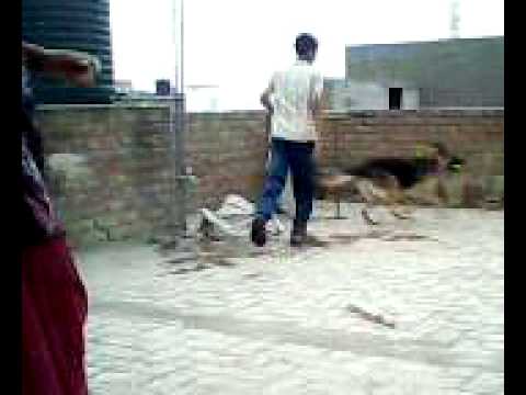 Bicth do not give promission to play the cricket