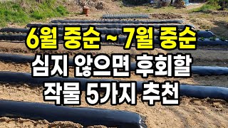 6월 중순 ~  7월 중순 심지 않으면 후회할 작물 5가지 추천