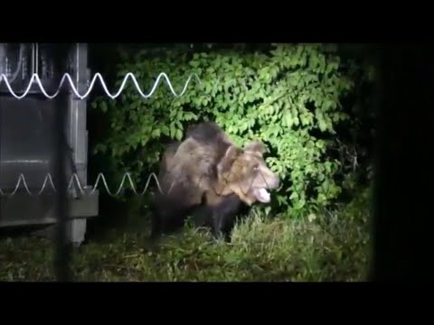 M49, l'orso ricercato: la cattura prima della fuga dal recinto