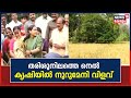 kerala news തരിശുനിലത്തെ നെൽ കൃഷിയിൽ നൂറുമേനി വിളവ് കൊയ്‌ത് konniയിലെ അരുവാപ്പുലം പഞ്ചായത്ത്