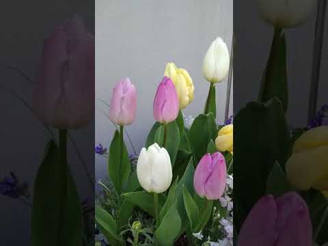 大きな黄色い花の多年草セイタカアワダチソウ