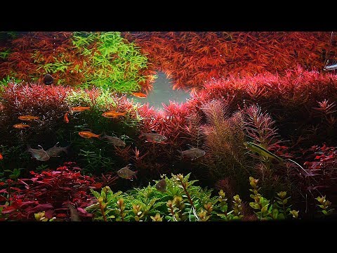 download lagu mp3 mp4 Dutch Style Aquarium Plants, download lagu Dutch Style Aquarium Plants gratis, unduh video klip Dutch Style Aquarium Plants