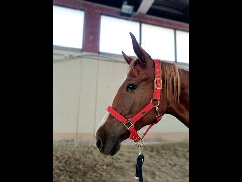 Killer Queen EMERALD VAN'T RUYTERSHOF x INSHALLAH DE MUZE - Video 8 video thumbnail