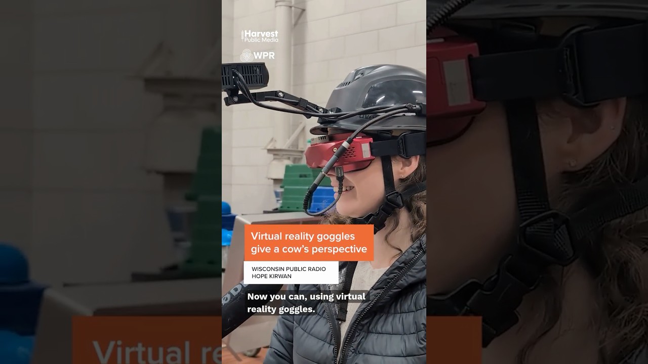 ‘Cow vision’ goggles