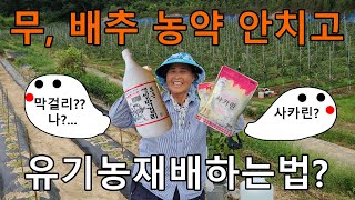 무 배추 농약안치고 유기농재배하는방법 천연살충제 천연농약 텃밭농사 - radish cabbage
