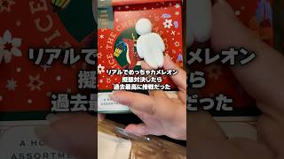 めっちゃカメレオン擬態対決したら接戦すぎて熱いｗｗｗ