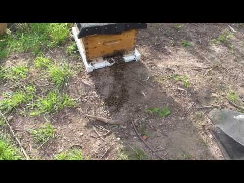 When Billy comes marching home