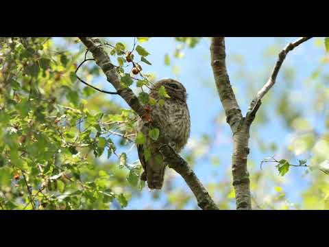Little Owl, stretches and falls off branch