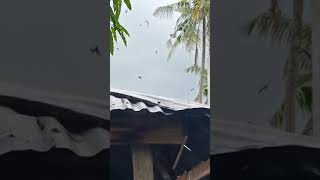 Download lagu Suara panggil walet bono kampar kata owner RBW 'sudah kaya semut'😁link dideskripsi mp3