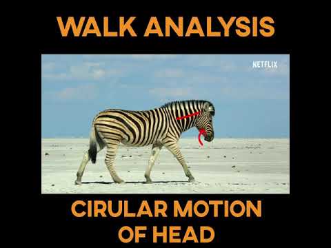 , title : 'ZEBRA WALK CYCLE LIVE ACTION ANALYSIS'