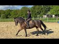 Gelding KWPN Dutch Warmblood For sale 2012 Dark Bay