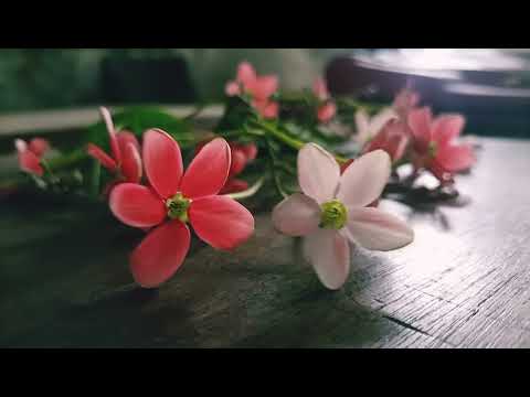 favorite flowers and favorite song 😍