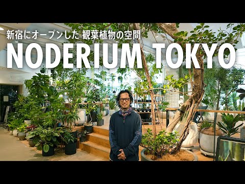 アトラスフェスク 植物
