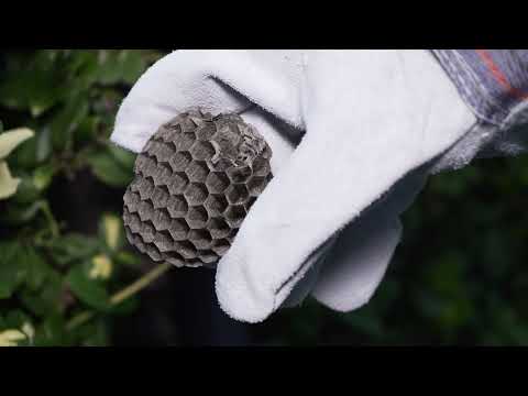 Likwidacja Gniazda Szerszeni za pomoca odkurzacza przemyslowego 4K