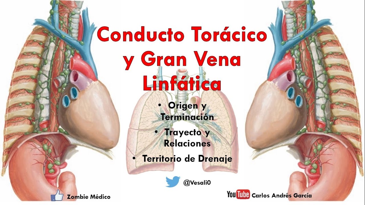 Anatomía - Conducto Torácico, Gran Vena Linfática y Cisterna del Quilo